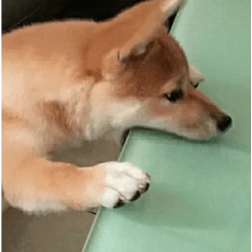 GIF